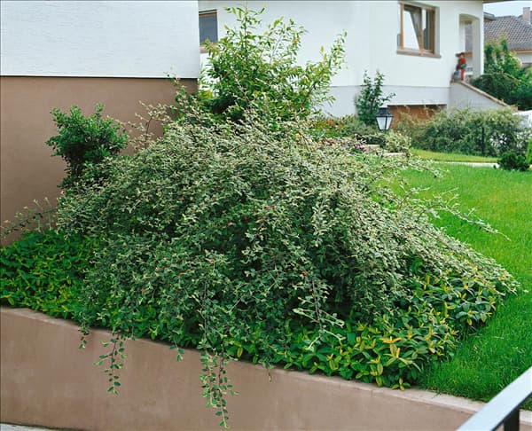 COTONEASTER FRANCHETII