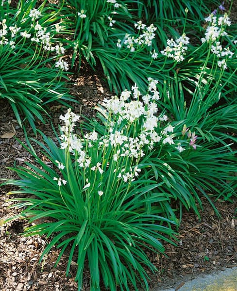 Hyacinthoides hispanica