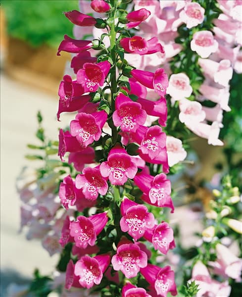 Digitalis purpurea Camelot Rose