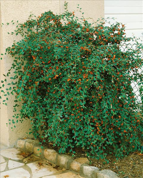 COTONEASTER FRANCHETII