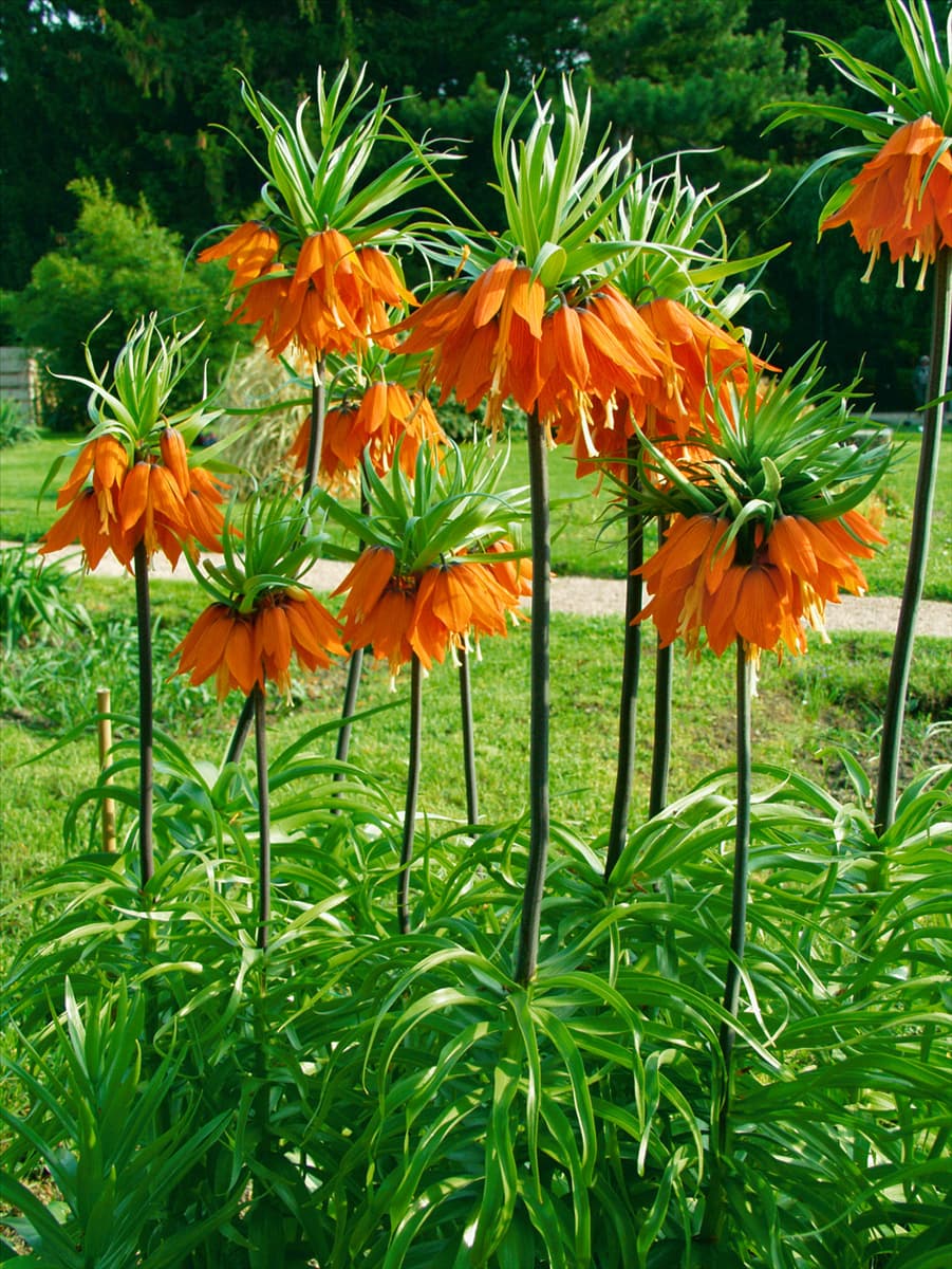 Fritillaria imperialis Rubra Maxima