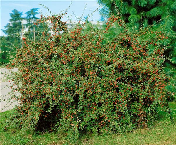 COTONEASTER FRANCHETII