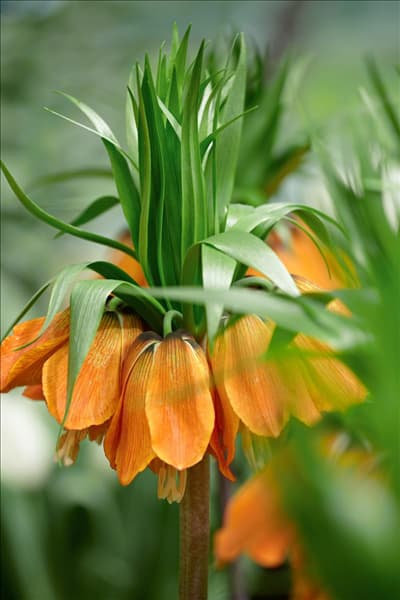 Fritillaria imperialis Rubra Maxima