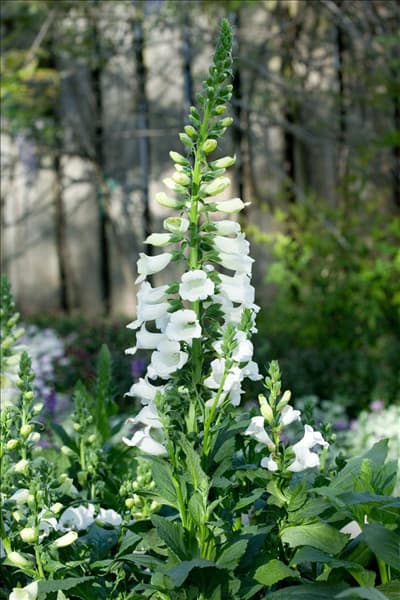 Digitalis purpurea Camelot White