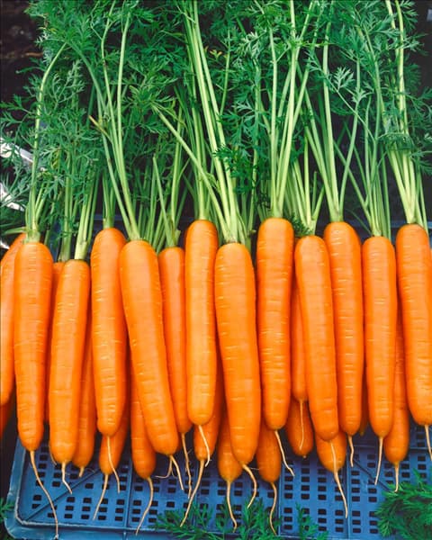 Daucus carota