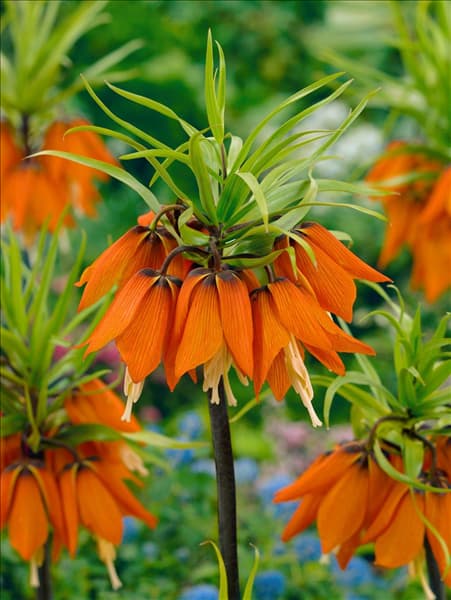 Fritillaria imperialis Rubra Maxima