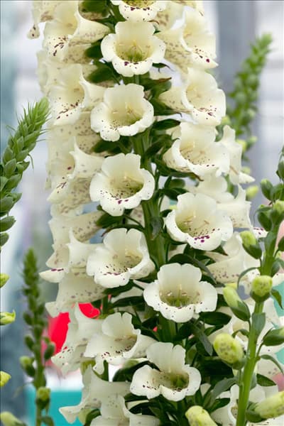 Digitalis purpurea Camelot Cream