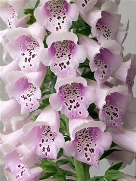 Digitalis purpurea Camelot Lavender