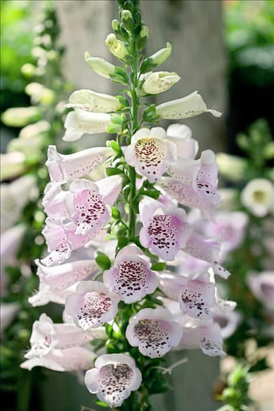 Digitalis purpurea Camelot Lavender