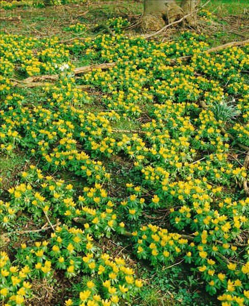 Eranthis hyemalis