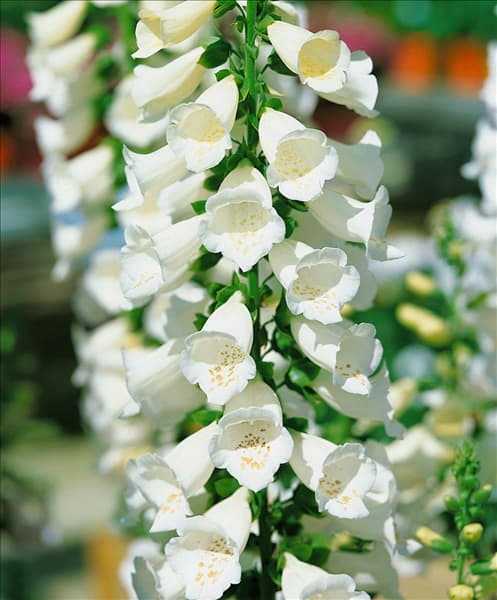 Digitalis purpurea Camelot White