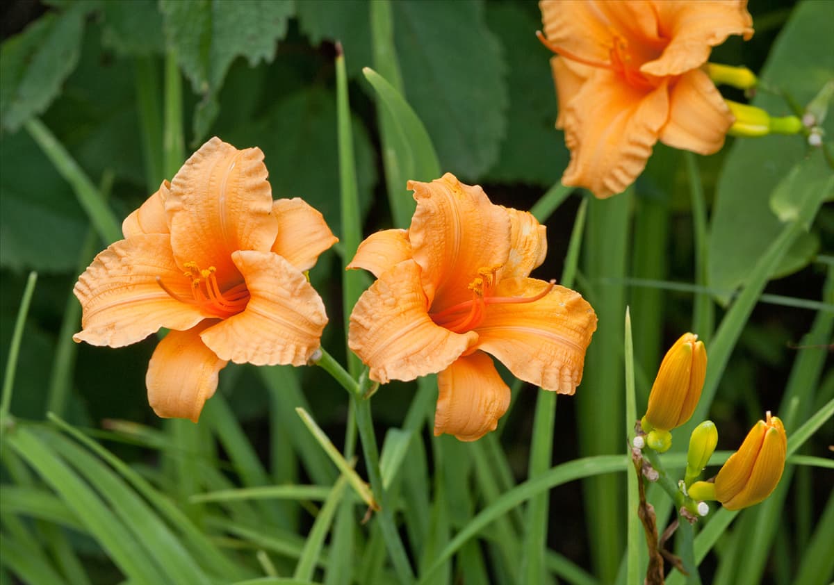 Hemerocallis Bertie Ferris