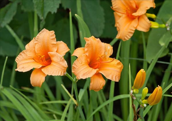 Hemerocallis Bertie Ferris