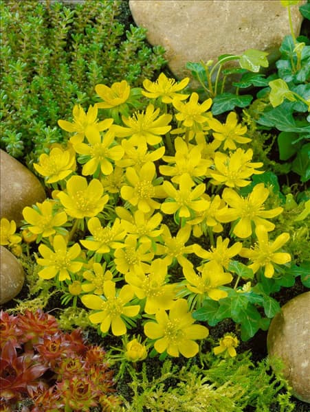 Eranthis hyemalis