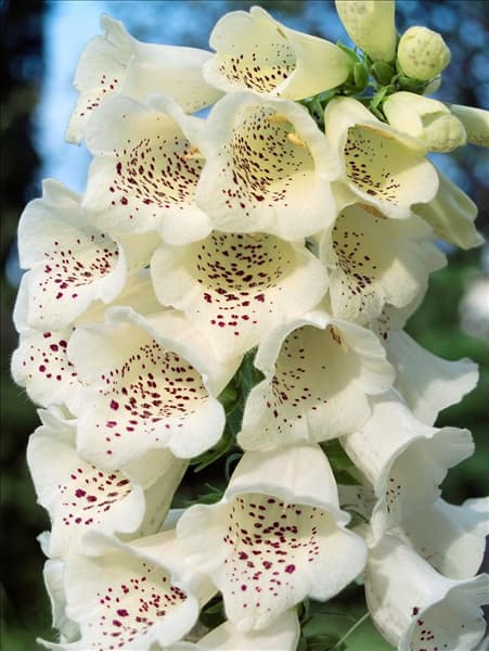 Digitalis purpurea Camelot Cream