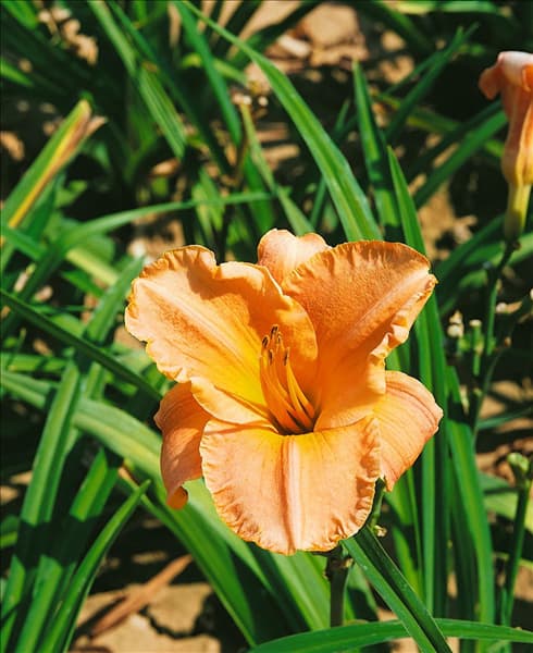 HEMEROCALLIS Canton Habor