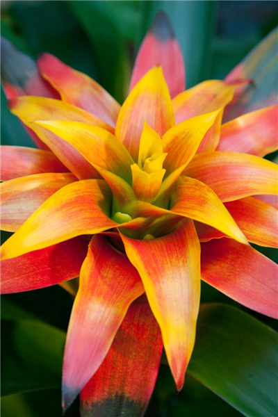 Guzmania