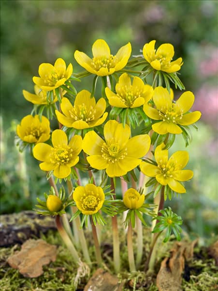 Eranthis hyemalis