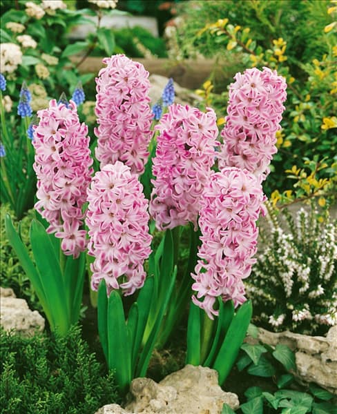 Hyacinthus orientalis Deep Purple