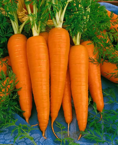 Daucus carota var. sativus 'Baltimore'