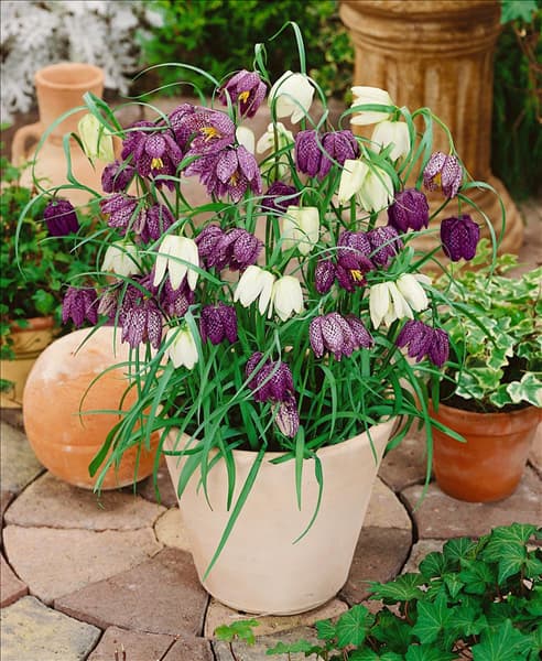 Fritillaria meleagris Mischung im Topf