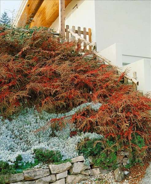 COTONEASTER HORIZONTALIS