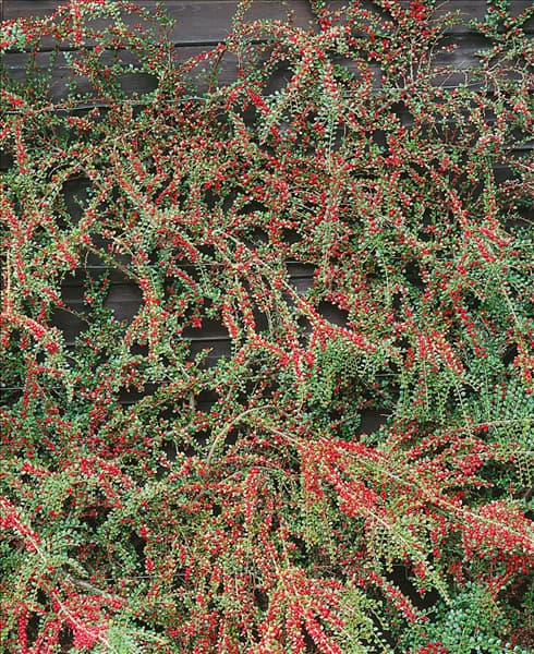 Cotoneaster horizontalis