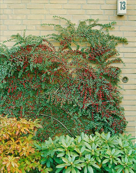 COTONEASTER HORIZONTALIS