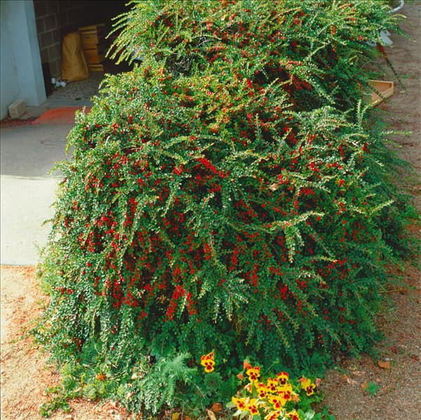 COTONEASTER HORIZONTALIS