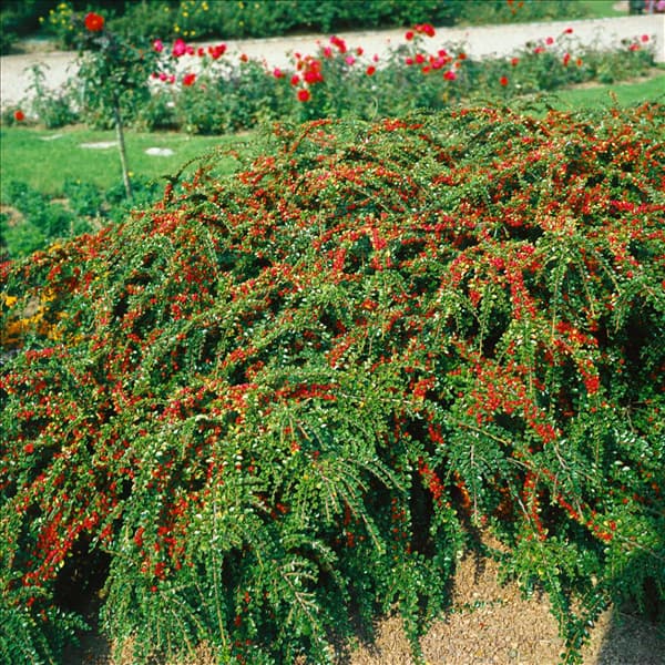 COTONEASTER HORIZONTALIS