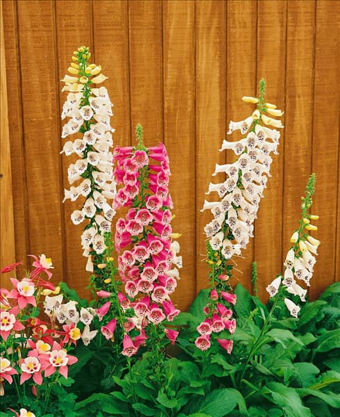 Digitalis purpurea Foxy mixed