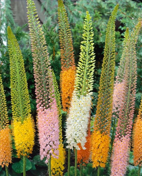 EREMURUS DE RUITER HYBRID
