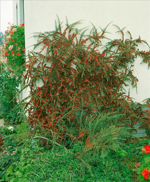 COTONEASTER HORIZONTALIS