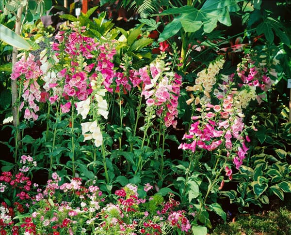 DIGITALIS PURPUREA FOXY