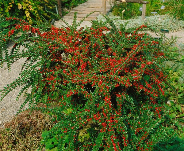 COTONEASTER HORIZONTALIS