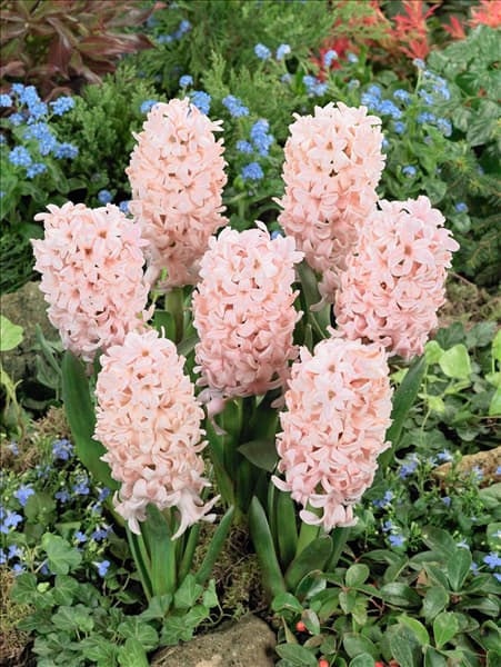 Hyacinthus orientalis 'Apricot Passion'