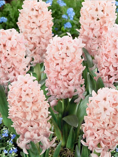 Hyacinthus Apricot Passion