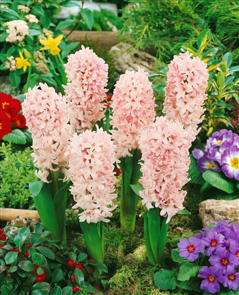 Hyacinthus Apricot Passion