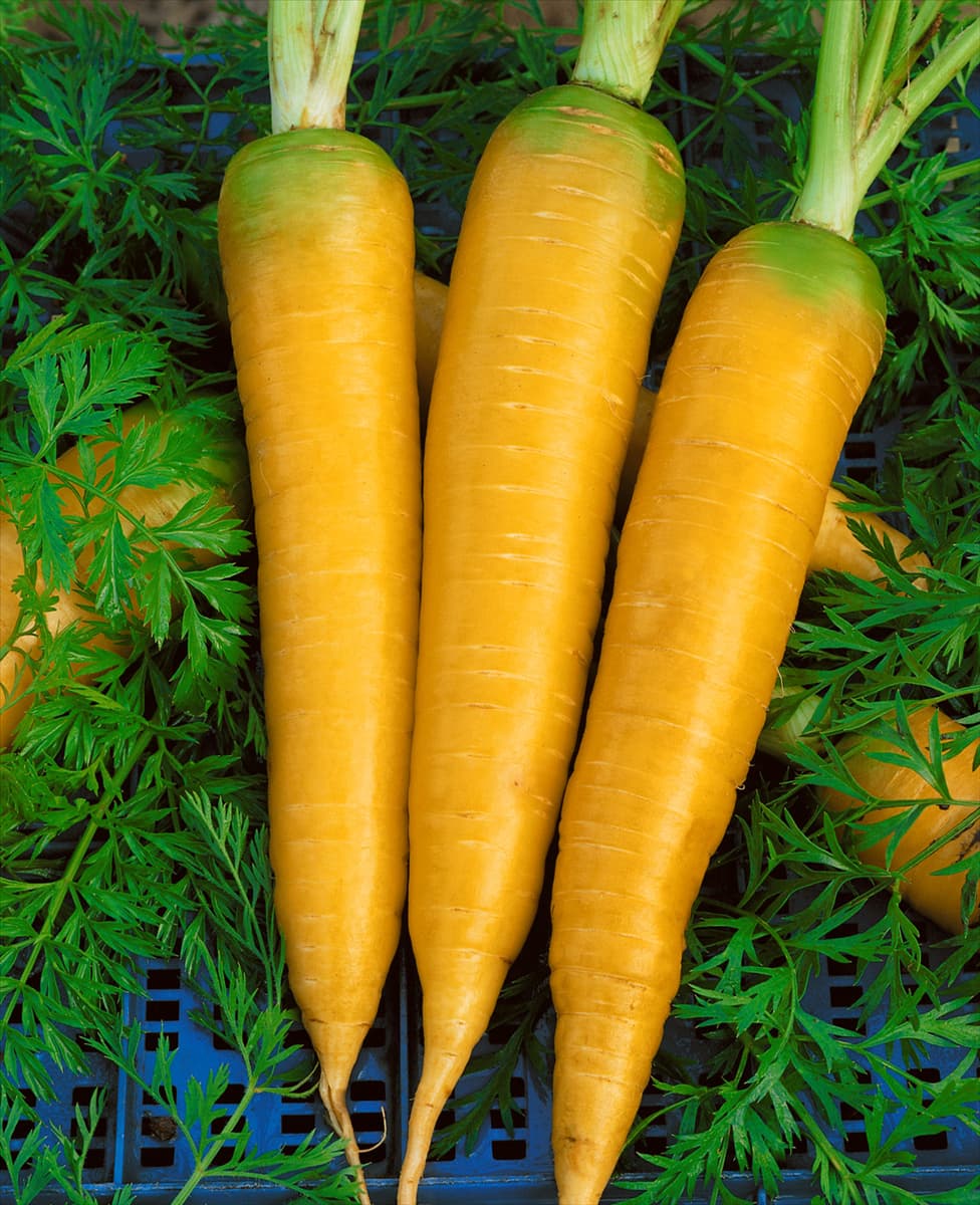 Daucus carota Pfälzer