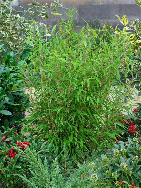 Fargesia murielae Bimbo