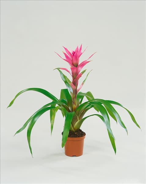 Guzmania rose