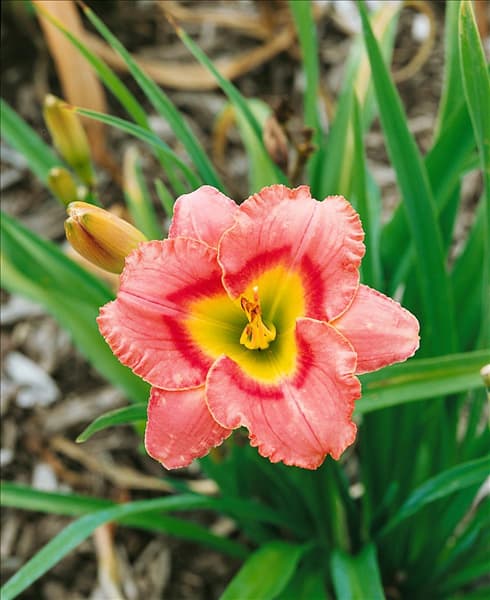 Hemerocallis Elegant Candy