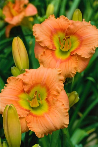 Hemerocallis Elegant Candy