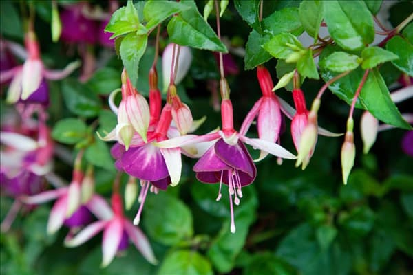 Fuchsia Cascade