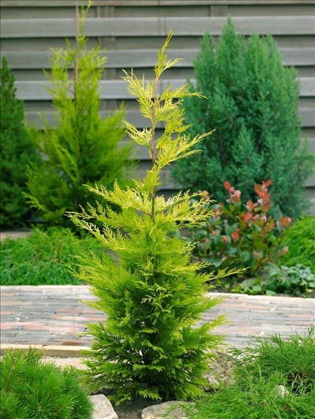 Chamaecyparis leylandii Gold Rider