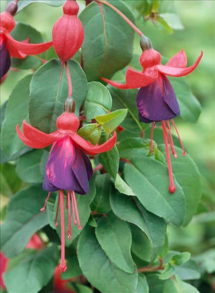 Fuchsia Bland's New Stripe