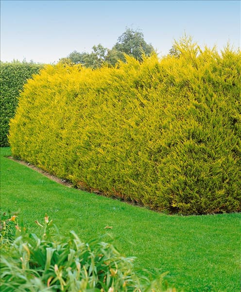 X Cuprocyparis leylandii