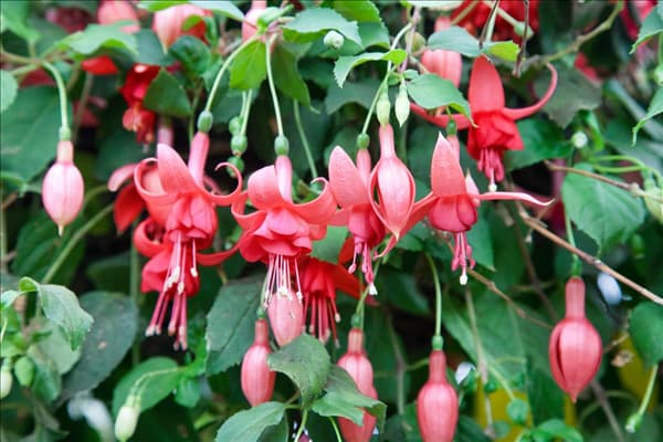 Fuchsia Blaze Away