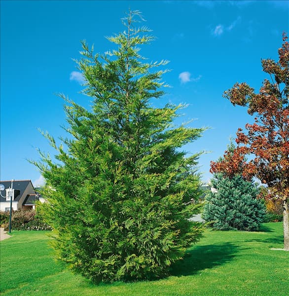 X Cuprocyparis leylandii