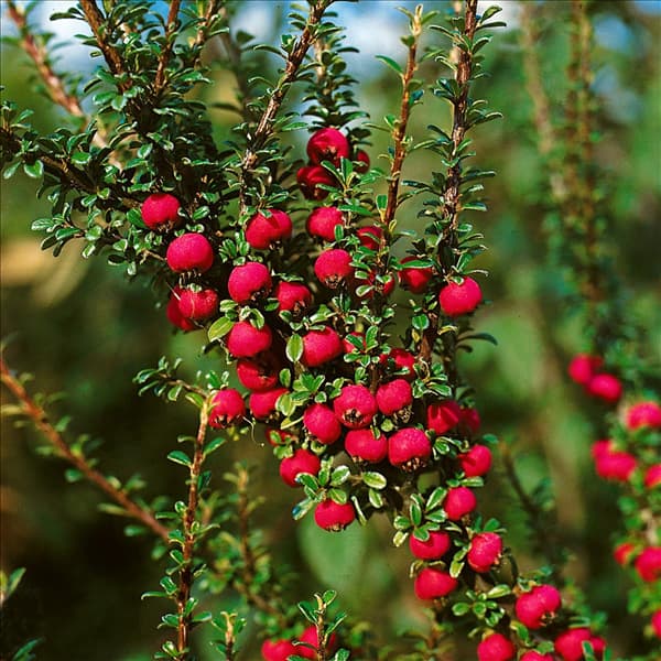 Cotoneaster microphyllus